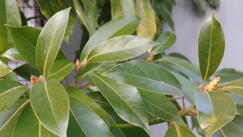 タブノキの冬芽 東京都大田区平和島