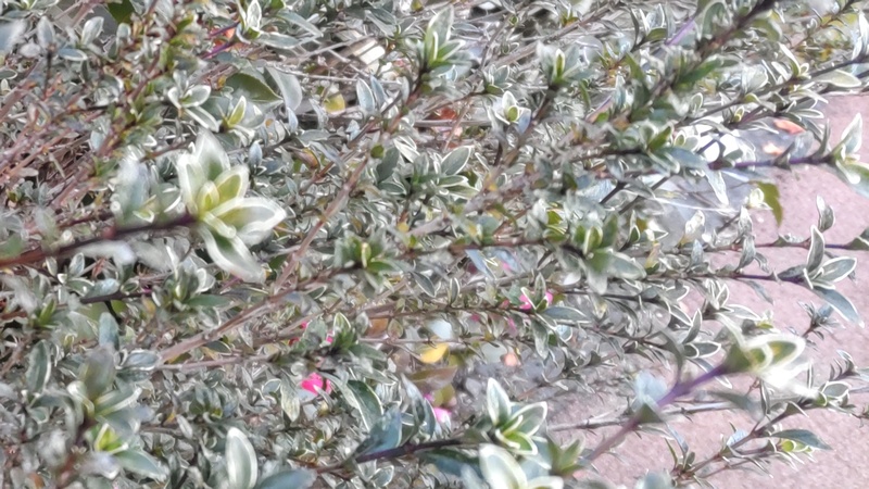 フイリハクチョウゲ 東京都大田区大和大橋