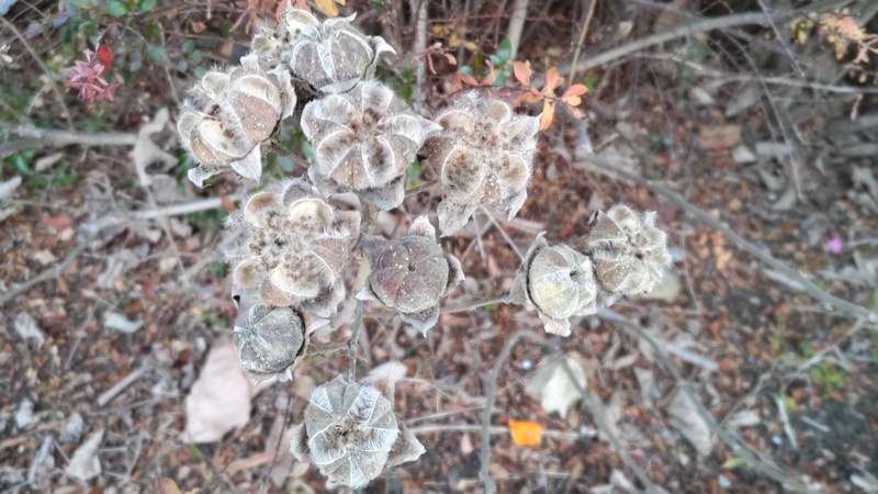 フヨウの果実 東京都大田区大和大橋
