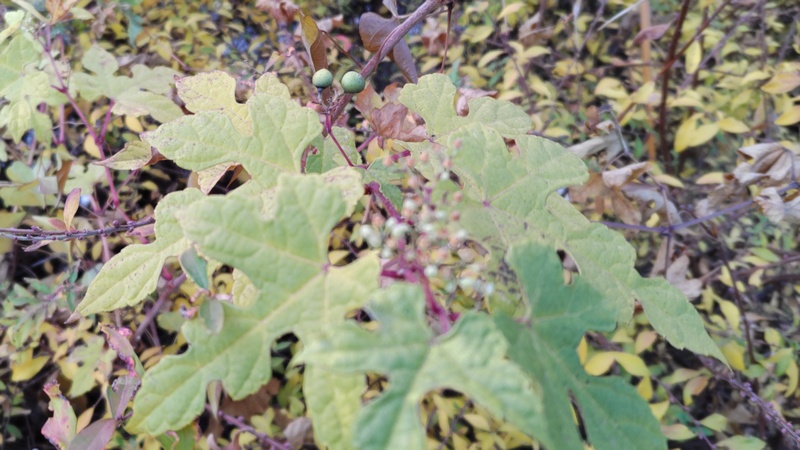 ノブドウの果実 東京都大田区大和大橋