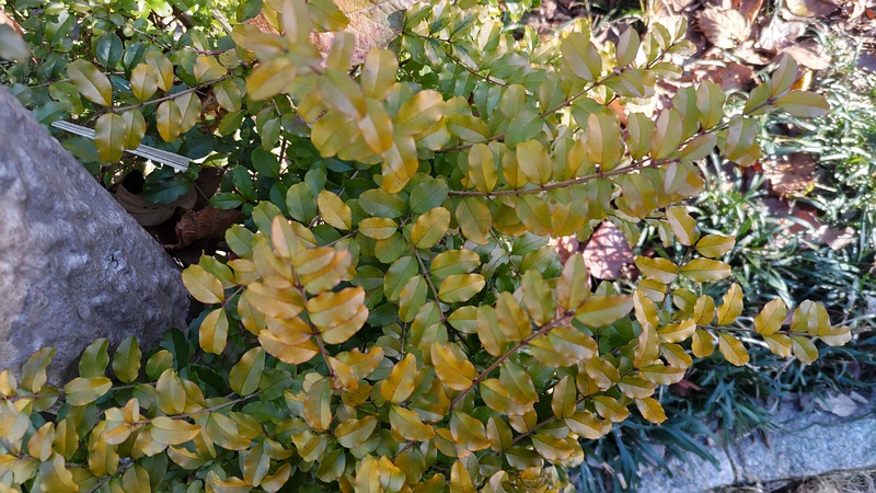 キンシバイ 横浜市旭区南希望が丘南希の森緑地