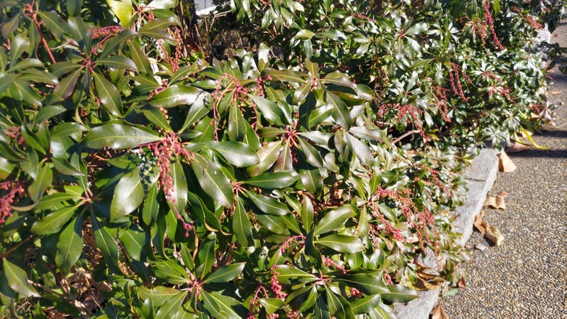 アセビの花芽 横浜市旭区南希望が丘南希の森緑地
