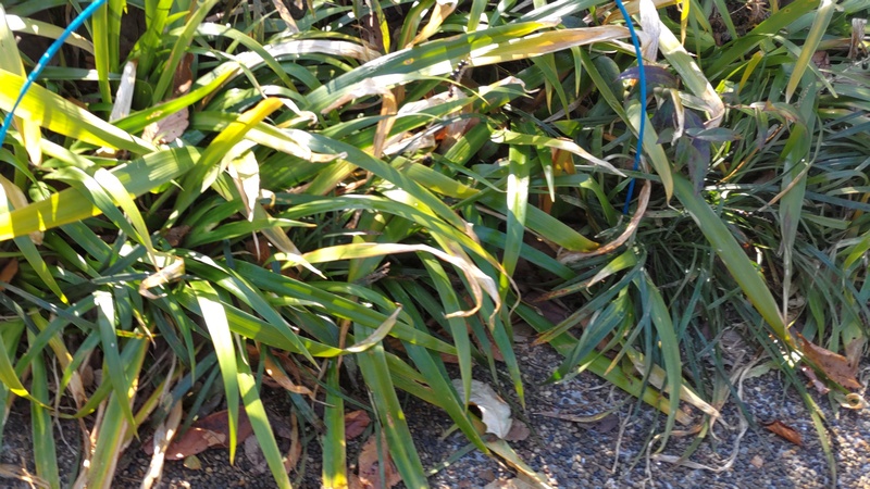 ヤブラン 横浜市旭区南希望が丘南希の森緑地