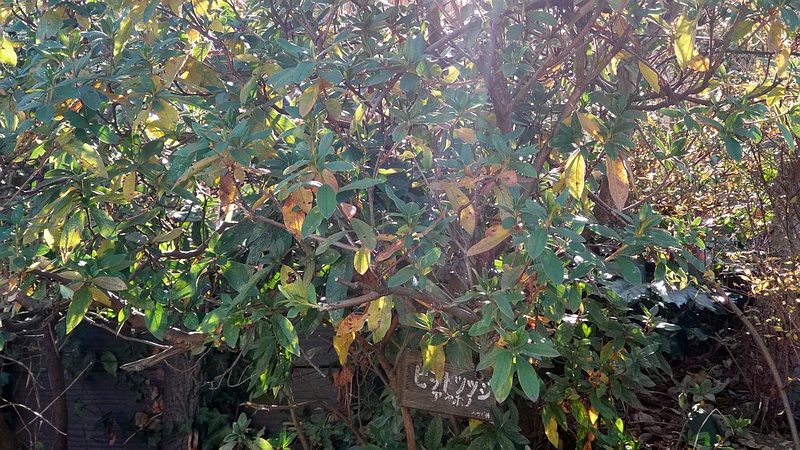 ヒラドツツジの名札 横浜市旭区南希望が丘南希の森緑地