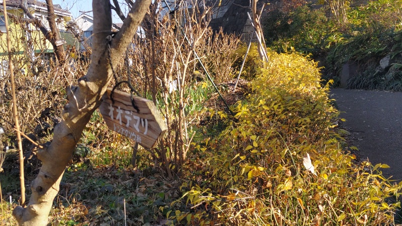 オオデマリの名札 横浜市旭区南希望が丘南希の森緑地
