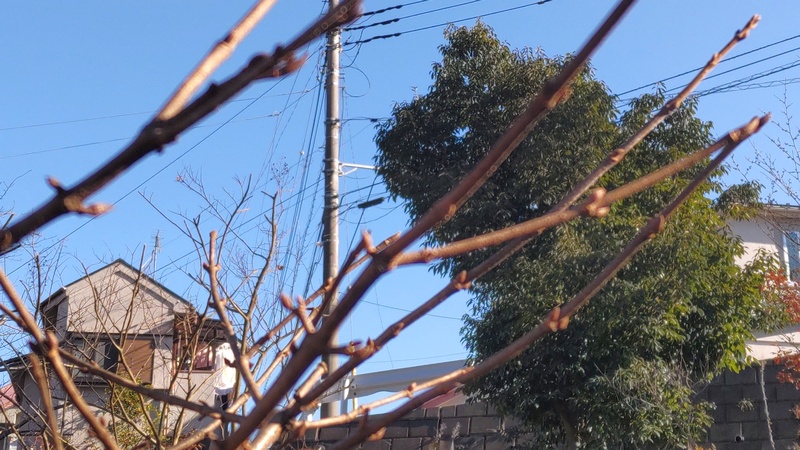 オオデマリ 横浜市旭区南希望が丘南希の森緑地