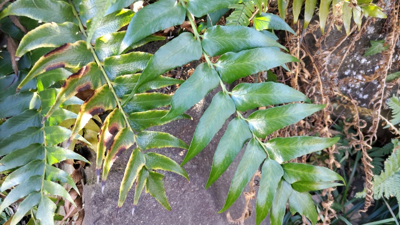 オニヤブソテツ 横浜市旭区南希望が丘南希の森緑地