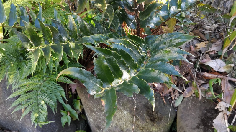 オニヤブソテツ 横浜市旭区南希望が丘南希の森緑地