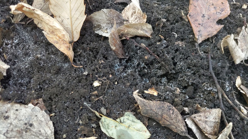 ムクノキの落葉と霜柱 横浜市旭区南希望が丘南希の森緑地