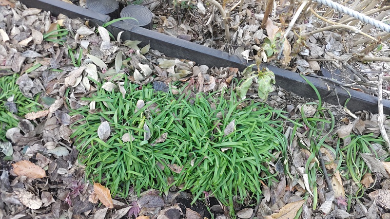 ハナニラ 横浜市旭区南希望が丘南希の森緑地