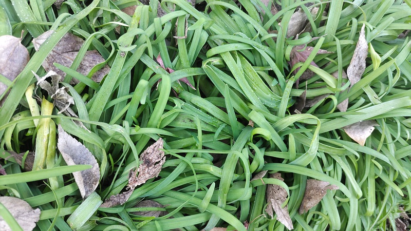 ハナニラ 横浜市旭区南希望が丘南希の森緑地