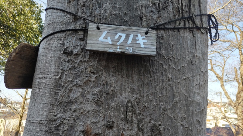 ムクノキの名札 横浜市旭区南希望が丘南希の森緑地