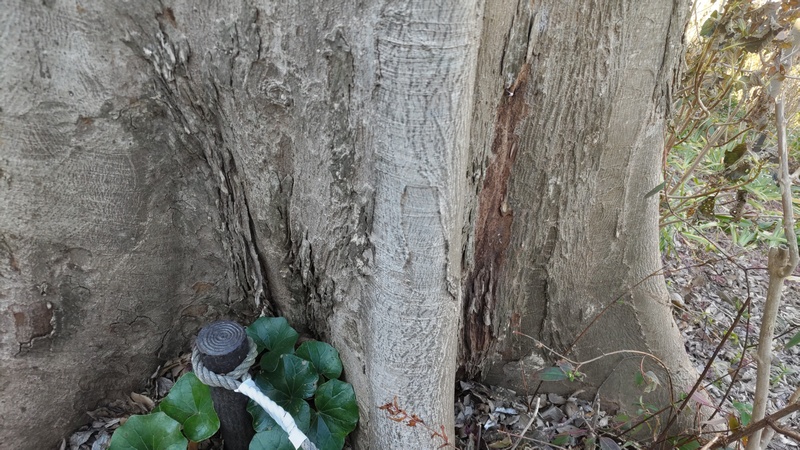 ムクノキ 横浜市旭区南希望が丘南希の森緑地