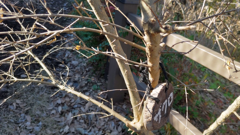 ザクロの名札 横浜市旭区南希望が丘南希の森緑地