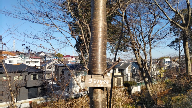 ソメイヨシノ 横浜市旭区南希望が丘南希の森緑地