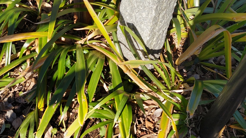 シャガ 横浜市旭区南希望が丘南希の森緑地