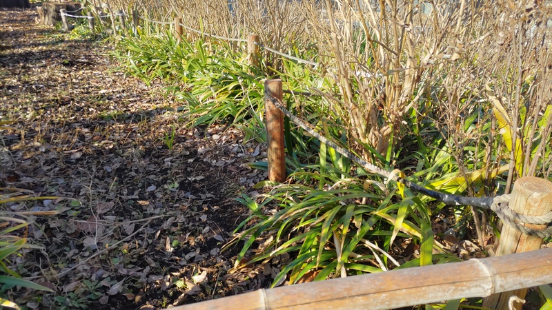 シャガ 横浜市旭区南希望が丘南希の森緑地