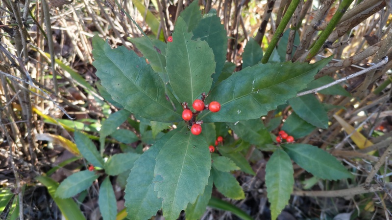 センリョウ 横浜市旭区南希望が丘南希の森緑地