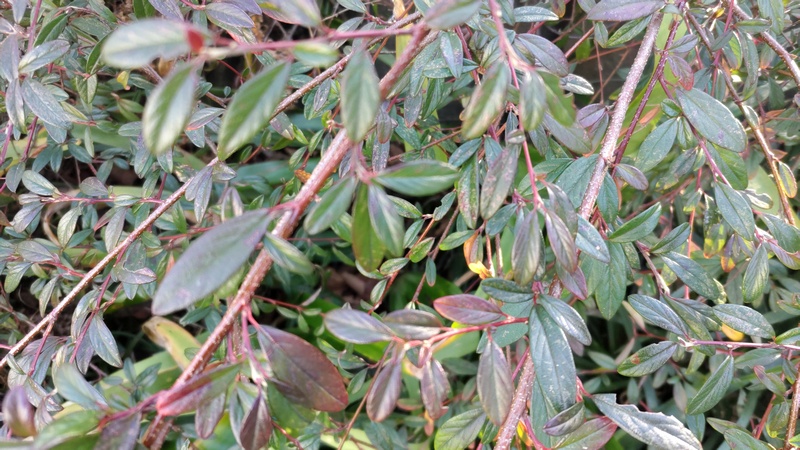 ヤナギバシャリントウ 横浜市旭区南希望が丘南希の森緑地