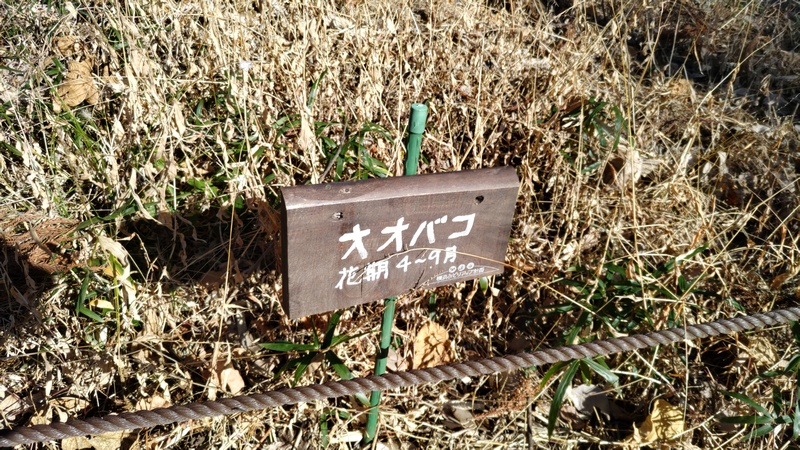 オオバコの名札 横浜市旭区柏町柏町市民の森