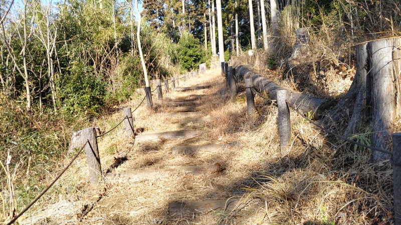 風景 横浜市旭区柏町柏町市民の森