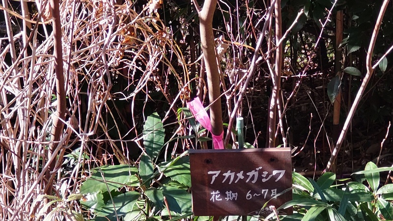 アカメガシワの名札 横浜市旭区柏町柏町市民の森