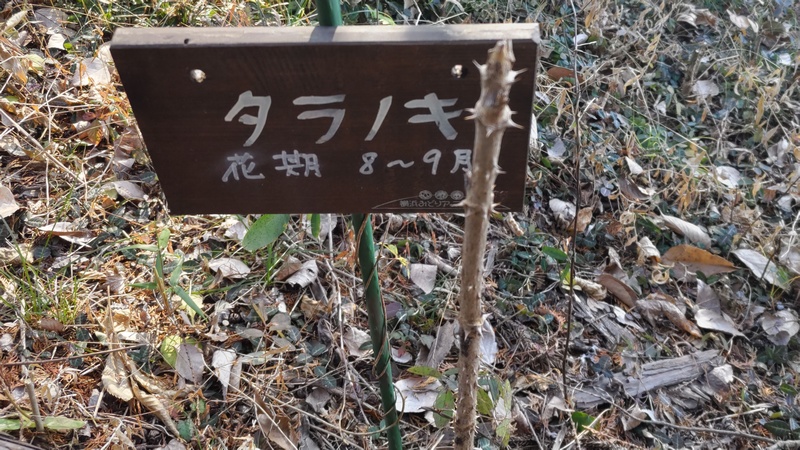 タラノキの名札 横浜市旭区柏町柏町市民の森