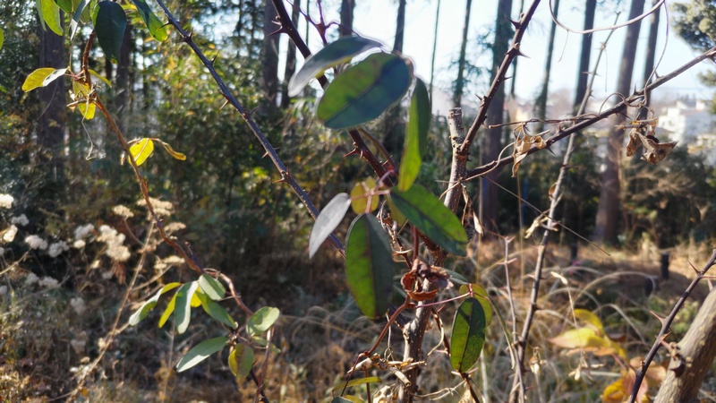 アケビの葉とサンショウの枝 横浜市旭区柏町柏町市民の森