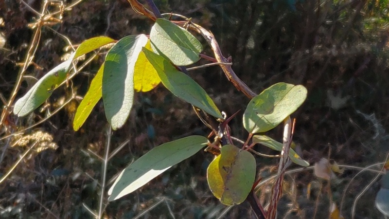 アケビ 横浜市旭区柏町柏町市民の森