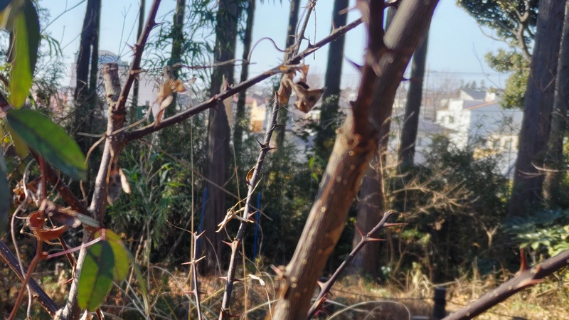 アケビの葉とサンショウの枝 横浜市旭区柏町柏町市民の森