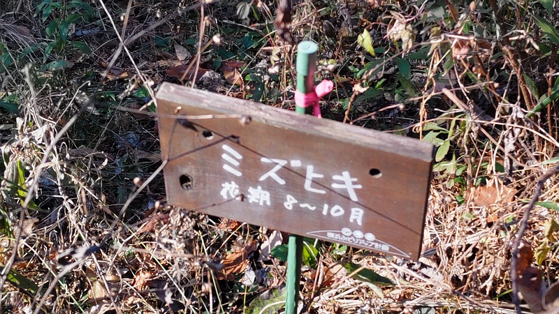 ミズヒキの名札 横浜市旭区柏町柏町市民の森