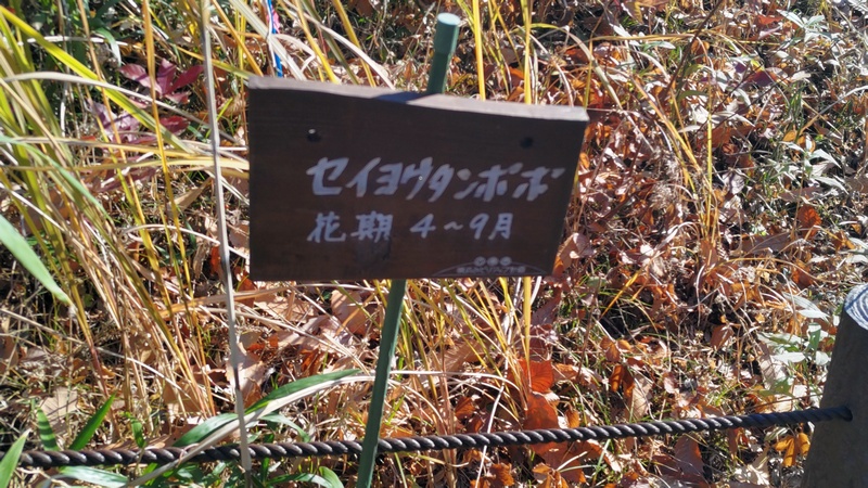 セイヨウタンポポの名札 横浜市旭区柏町柏町市民の森