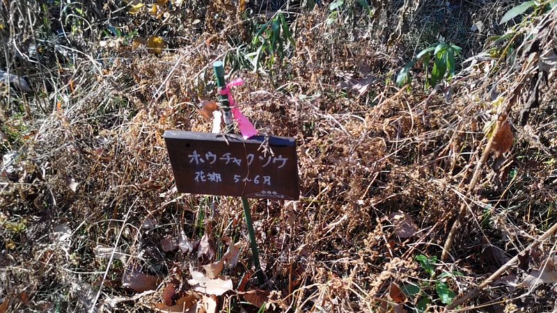 ホウチャクソウの名札 横浜市旭区柏町柏町市民の森