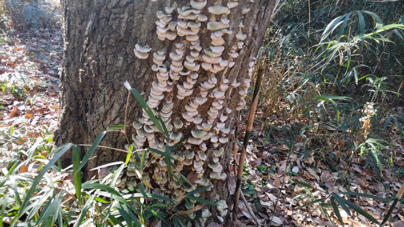 カワラタケ 横浜市旭区柏町柏町市民の森