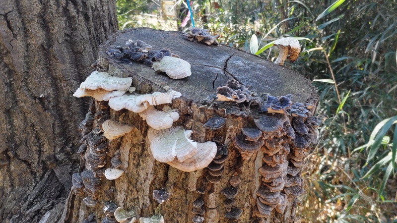 カワラタケ 横浜市旭区柏町柏町市民の森