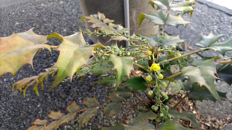ヒイラギナンテンの花 横浜市旭区柏町