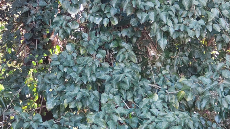 キヅタ 横浜市旭区大池町こども自然公園