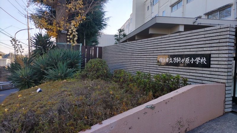 アツバキミガヨランの花と蕾 横浜市旭区大池町