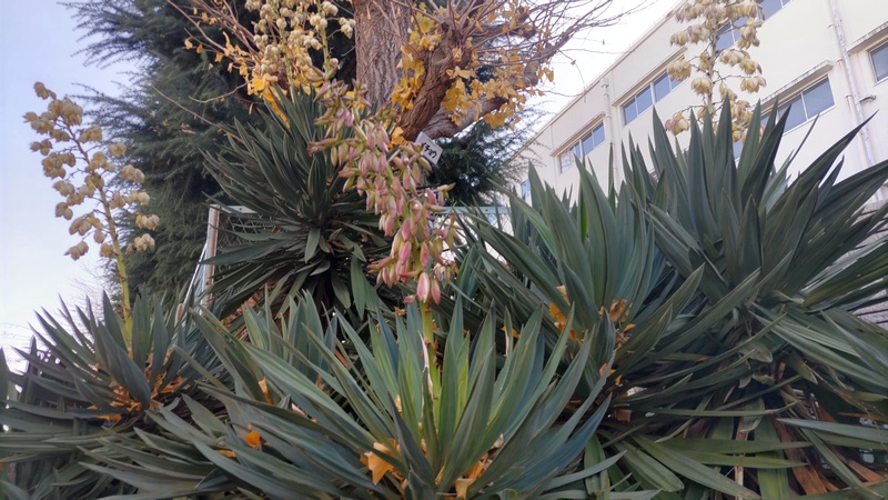 アツバキミガヨランの花と蕾 横浜市旭区大池町