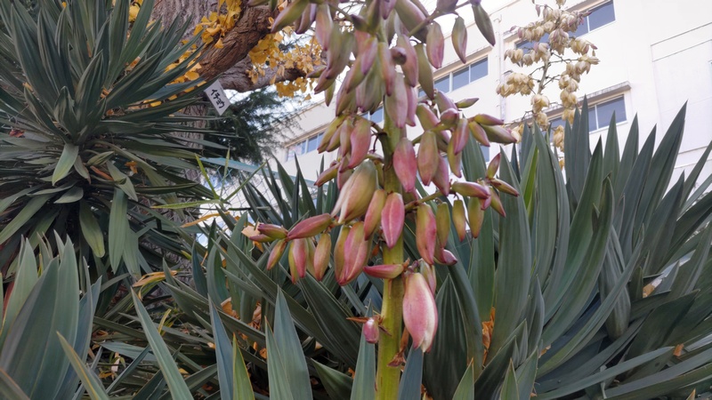 アツバキミガヨランの花と蕾 横浜市旭区大池町
