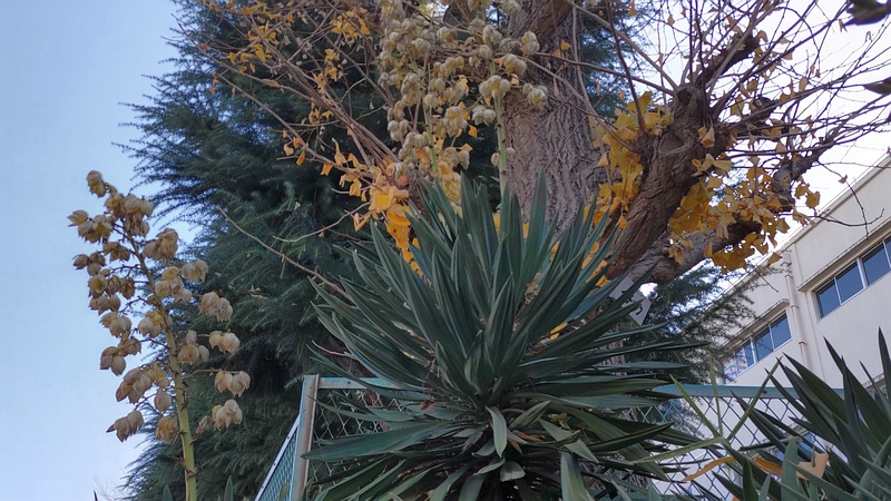 アツバキミガヨランの花と蕾 横浜市旭区大池町