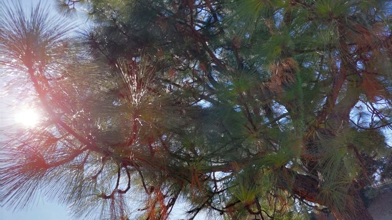 ダイオウショウ 横浜市旭区大池町こども自然公園