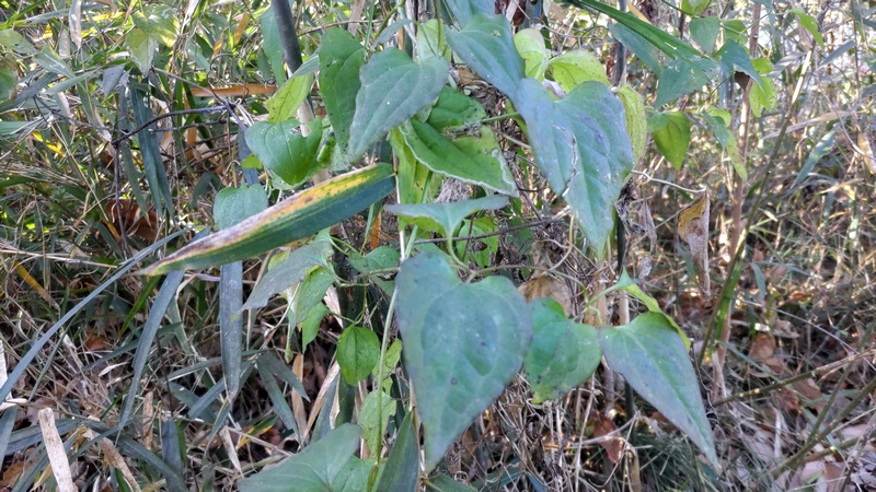 センニンソウ 横浜市旭区大池町こども自然公園