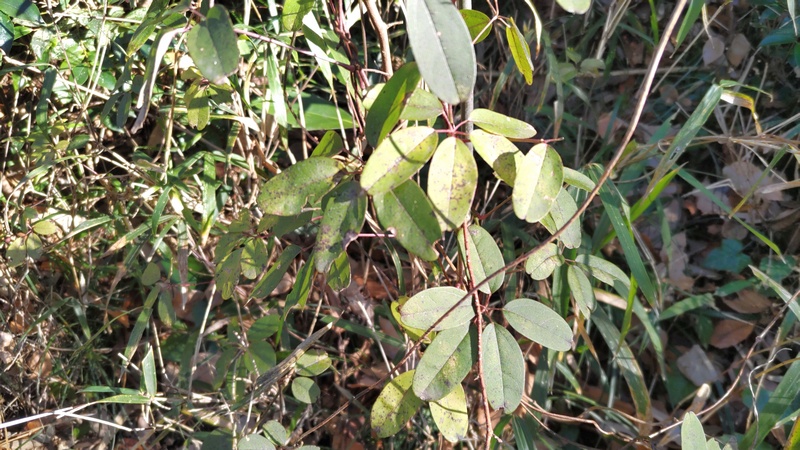 アケビ 横浜市旭区大池町こども自然公園