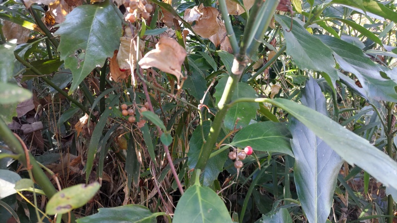 サルトリイバラ 横浜市旭区大池町こども自然公園