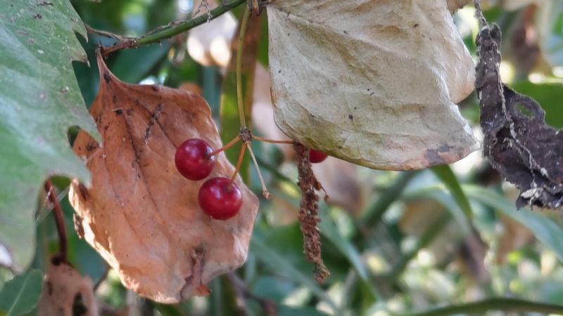 サルトリイバラ 横浜市旭区大池町こども自然公園