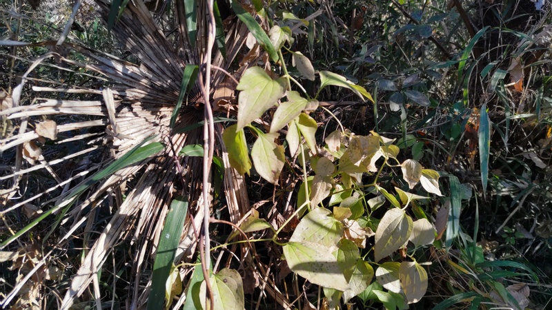 センニンソウ 横浜市旭区大池町こども自然公園