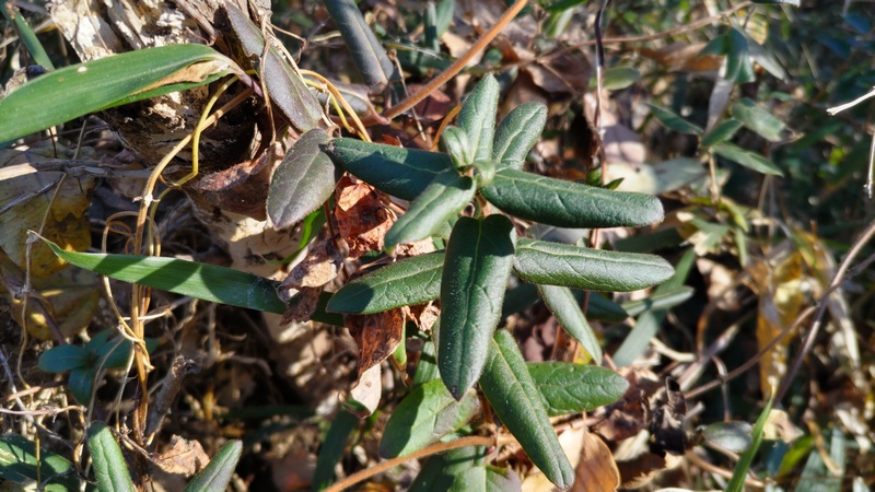 スイカズラ 横浜市旭区大池町こども自然公園