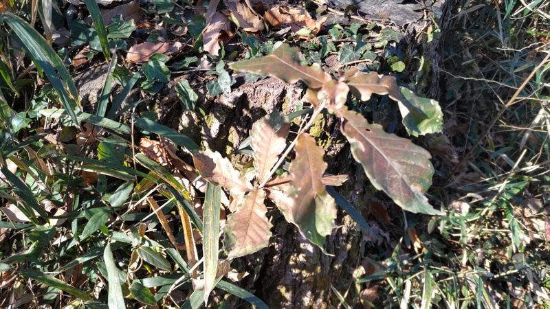 コナラ 横浜市旭区大池町こども自然公園