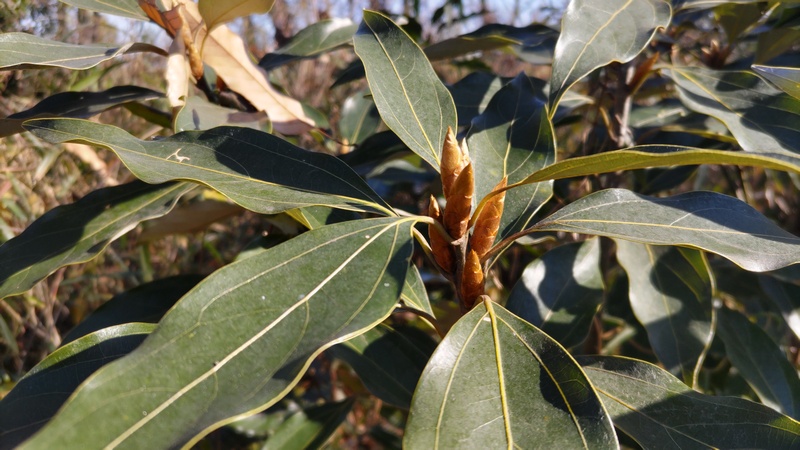 シロダモ 横浜市旭区大池町こども自然公園